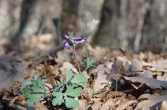 Corydalis paczoskii