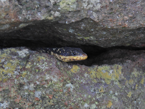 Warren's Girdled Lizard