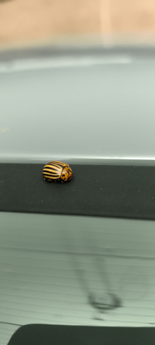 Colorado Potato Beetle