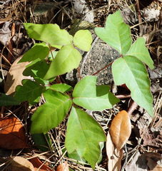 Toxicodendron radicans image