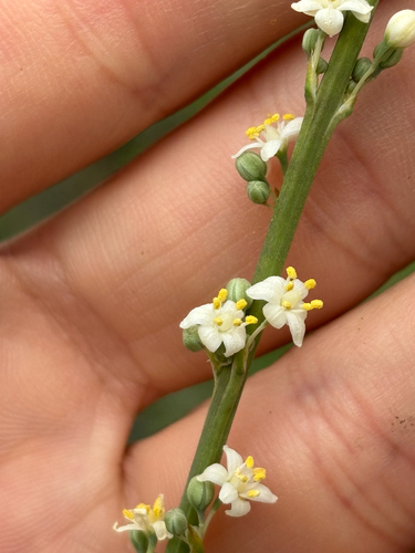 Nolina atopocarpa