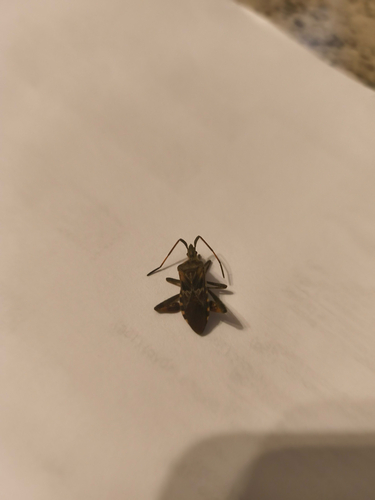 Western Conifer Seed Bug