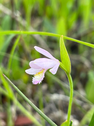 Rose Pogonia