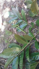 Colea