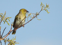 Ploceus cucullatus