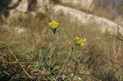 Alyssum trichostachyum