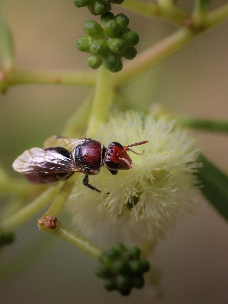 Modest Meroglossa