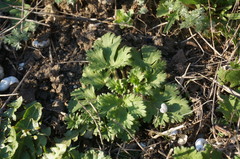 Ranunculus oxyspermus