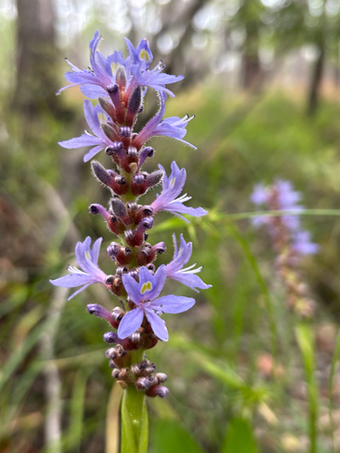 pickerelweed