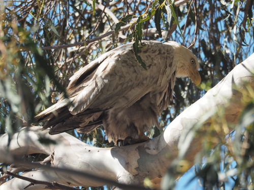 Bald Eagle photographed in California