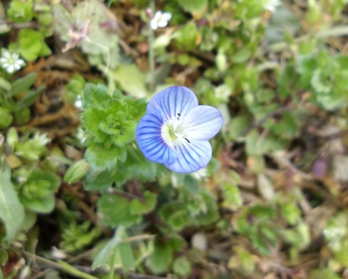 bird's-eye speedwell