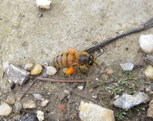 Western Honey Bee