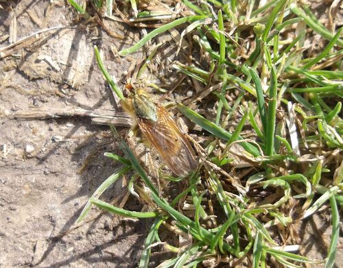 Golden Dung Fly