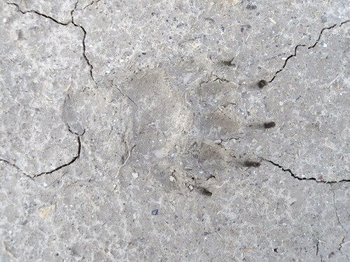 European Badger