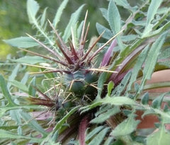 Centaurea raphanina mixta