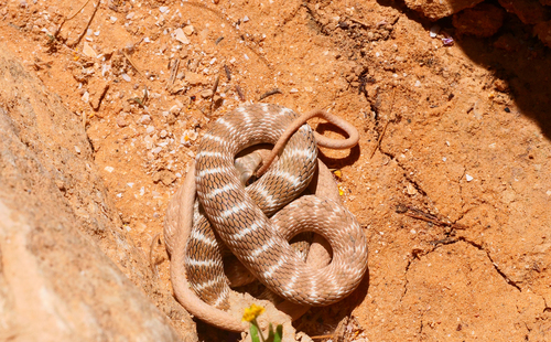 Photo of a Rogers' Racer (Platyceps rogersi)