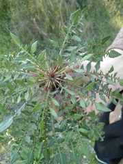 Centaurea raphanina mixta