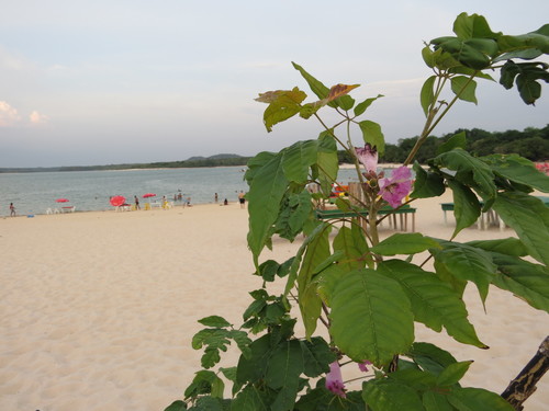 Handroanthus barbatus (Bureau & K.Schum.) Mattos