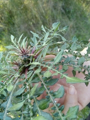 Centaurea raphanina mixta