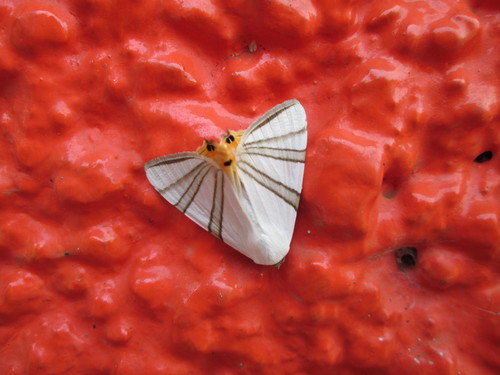 Eulepidotis geminata