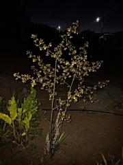 Cyrtopodium holstii, photograph (c) Fabricio Carvalho da Silva, some rights reserved (CC BY)