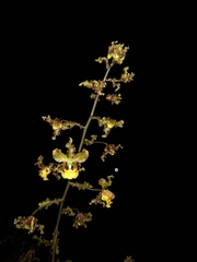 Cyrtopodium holstii, photograph (c) Fabricio Carvalho da Silva, some rights reserved (CC BY)