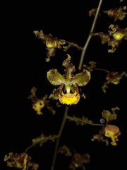 Cyrtopodium holstii, photograph (c) Fabricio Carvalho da Silva, some rights reserved (CC BY)