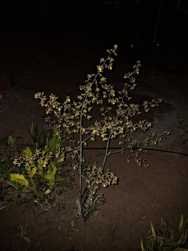 Cyrtopodium holstii, photograph 4