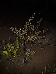 Cyrtopodium holstii, photograph (c) Fabricio Carvalho da Silva, some rights reserved (CC BY)