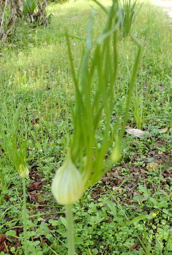 Allium canadense image