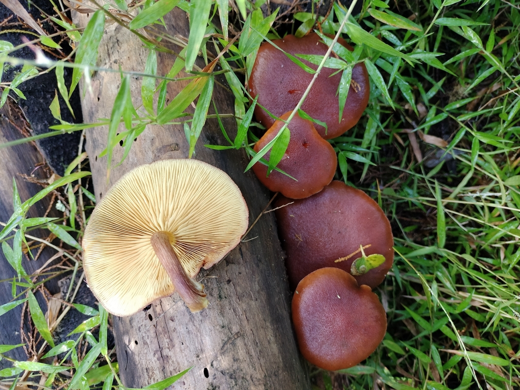Gymnopilus purpuratus · April 2026 · photo: © bagels_nz (iNaturalist, cc0)