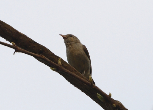 Pale-billed Flowerpecker
