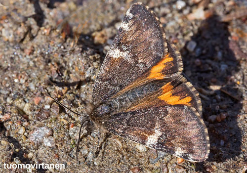 Orange Underwing