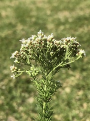 Selago glomerata