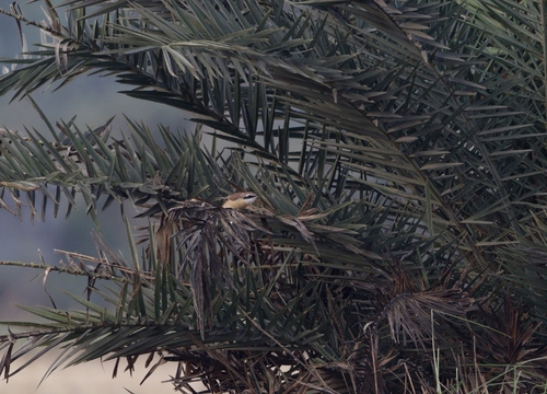 Brown Shrike