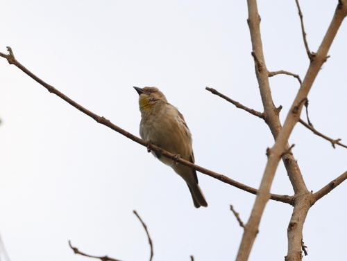 Yellow-throated Sparrow