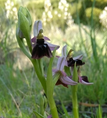 Ophrys ferrum-equinum