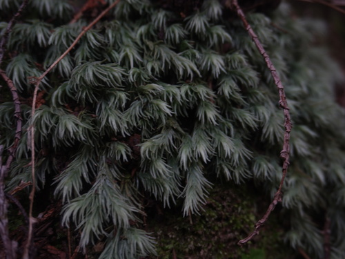 Leucobryum scabrum observed 2026-04-19