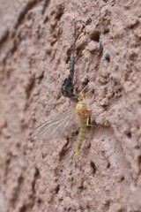 Ephemerellidae