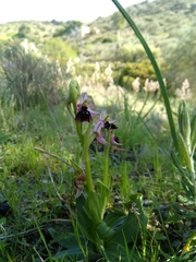 Ophrys ferrum-equinum