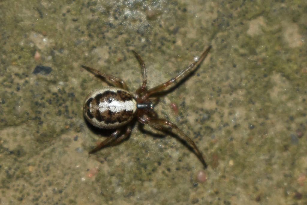 Leviellus caspicus