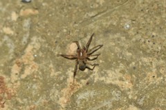 Liocranidae