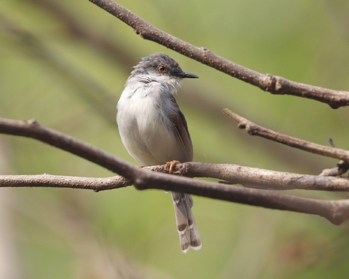 Gray-breasted Prinia