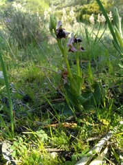 Ophrys ferrum-equinum