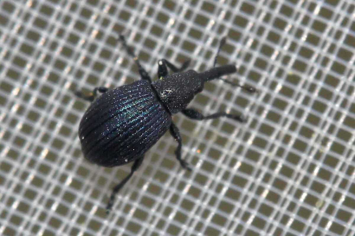 Perapion marchicum