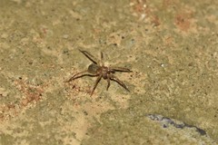 Liocranidae