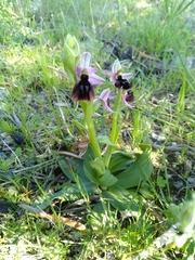 Ophrys ferrum-equinum