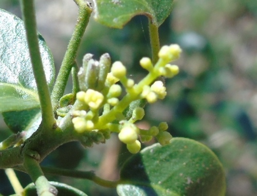Image of Amyris balsamifera by (c) Francisco Farriols Sarabia, some rights reserved (CC BY)