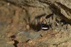 Steatoda paykulliana