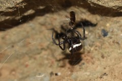 Steatoda paykulliana